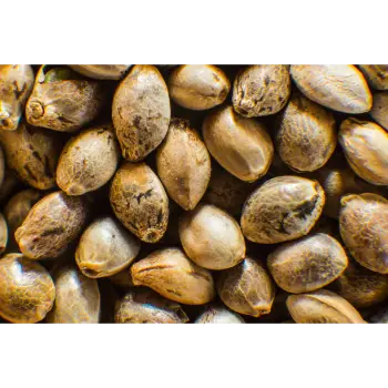 Natural Hemp Seeds